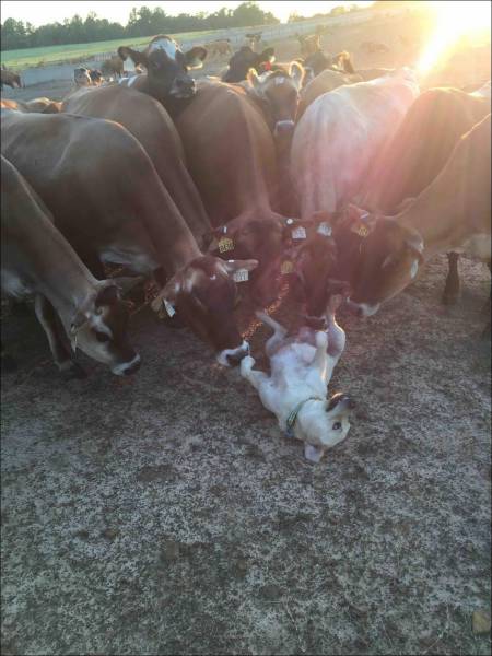 daily picdump 103 pics 4.html - 103 HD Photos | Premium Gallery 2016