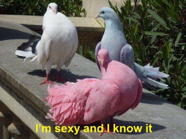 daily picdump 96 pics 37.html - 96 HD Photos | Premium Gallery 2016