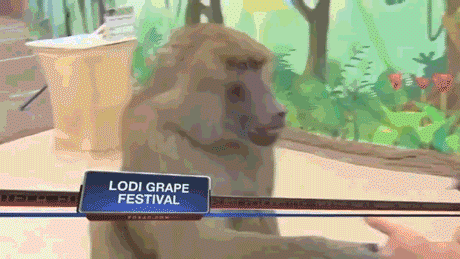 Compilation Of The Best Live News Bloopers In Gifs