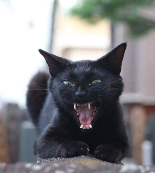 Cute Stray Cats Of Tokyo