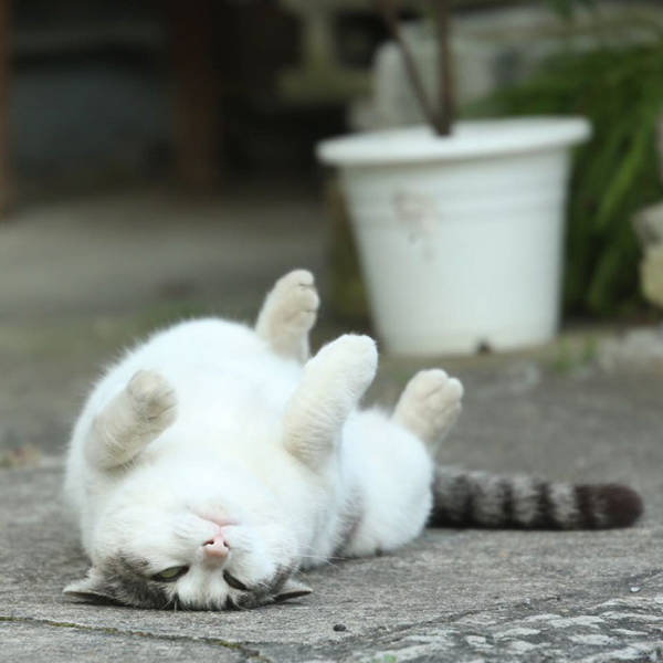Cute Stray Cats Of Tokyo