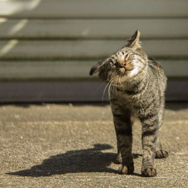 Cute Stray Cats Of Tokyo