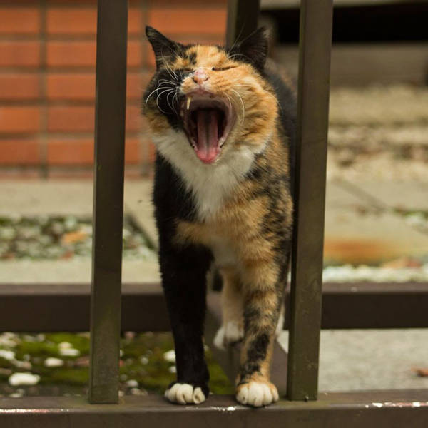 Cute Stray Cats Of Tokyo