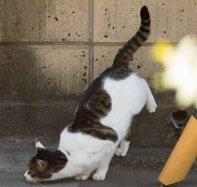 Cute Stray Cats Of Tokyo