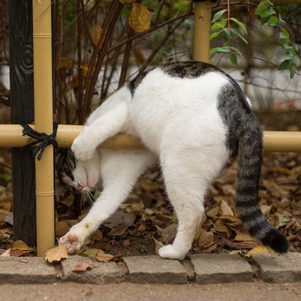 Cute Stray Cats Of Tokyo
