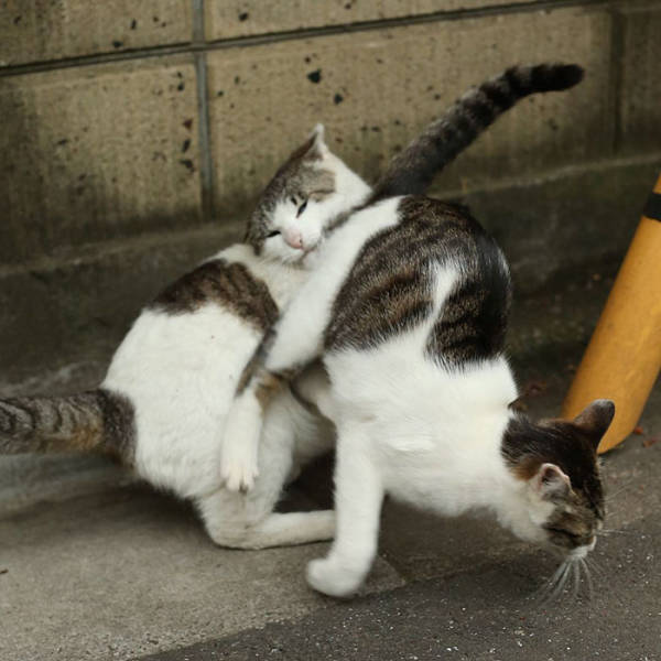 Cute Stray Cats Of Tokyo