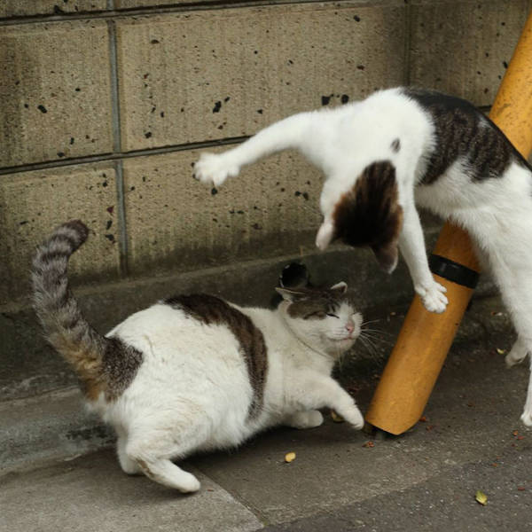 Cute Stray Cats Of Tokyo