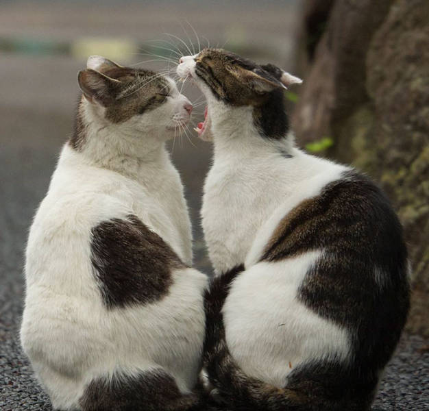 Cute Stray Cats Of Tokyo