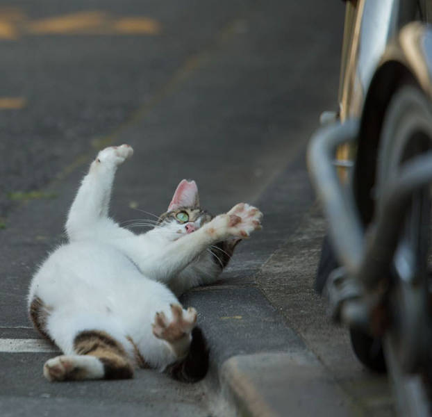 Cute Stray Cats Of Tokyo