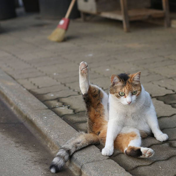 Cute Stray Cats Of Tokyo