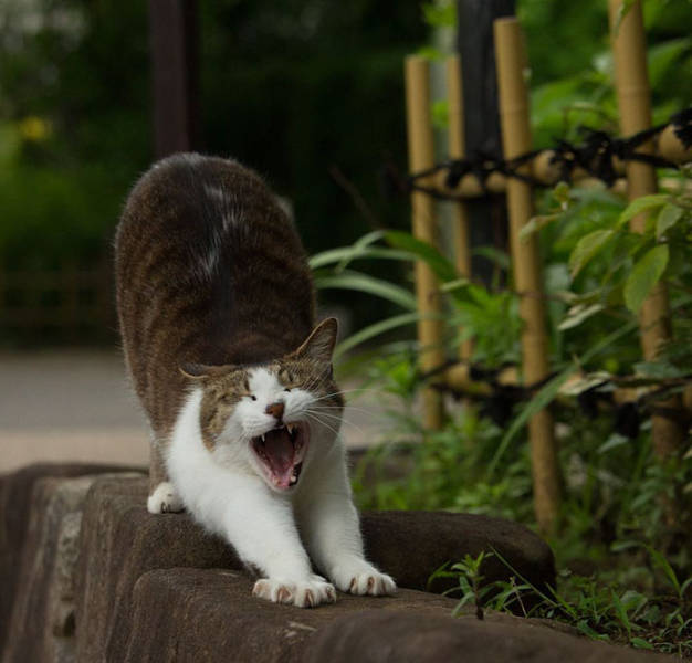 Cute Stray Cats Of Tokyo