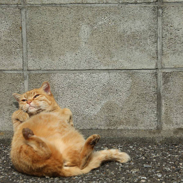 Cute Stray Cats Of Tokyo