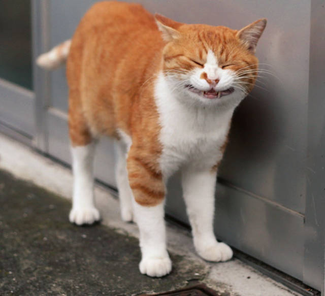 Cute Stray Cats Of Tokyo