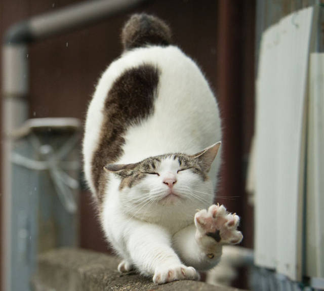 Cute Stray Cats Of Tokyo