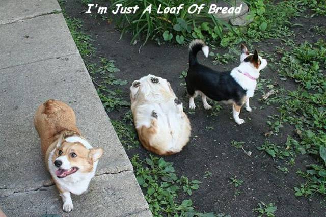 daily picdump 107 pics 18.html - 107 HD Photos | Premium Gallery 2016