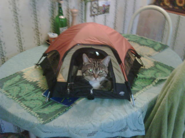 morning picdump 51 pics 5.html - 51 HD Photos | Premium Gallery 2016