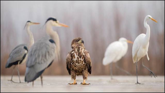 daily picdump 99 pics 7.html - 99 HD Photos | Premium Gallery 2016