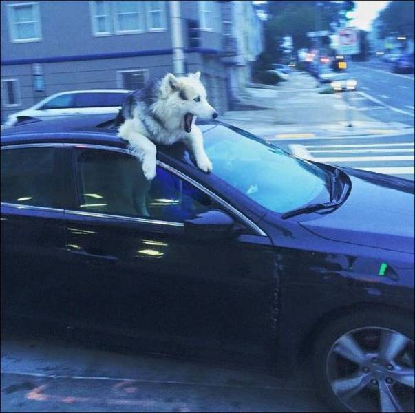 daily picdump 99 pics 7.html - 99 HD Photos | Premium Gallery 2016