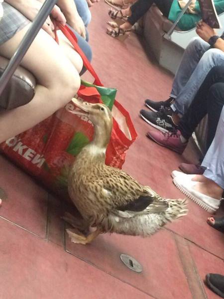 daily picdump 108 pics 39.html - 108 HD Photos | Premium Gallery 2016