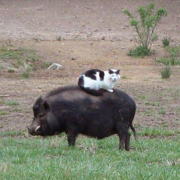 daily picdump 108 pics 39.html - 108 HD Photos | Premium Gallery 2016