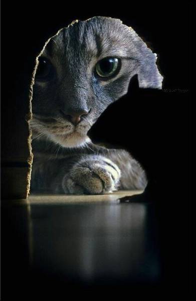 daily picdump 98 pics 38.html - 98 HD Photos | Premium Gallery 2016