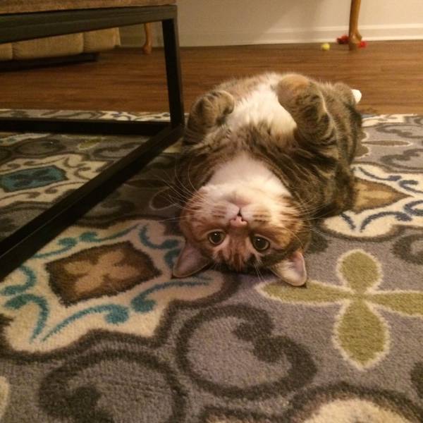 daily picdump 110 pics 42.html - 110 HD Photos | Premium Gallery 2016