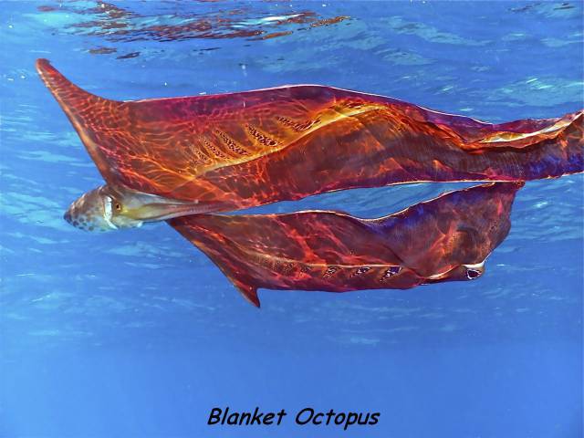 daily picdump 110 pics 42.html - 110 HD Photos | Premium Gallery 2016