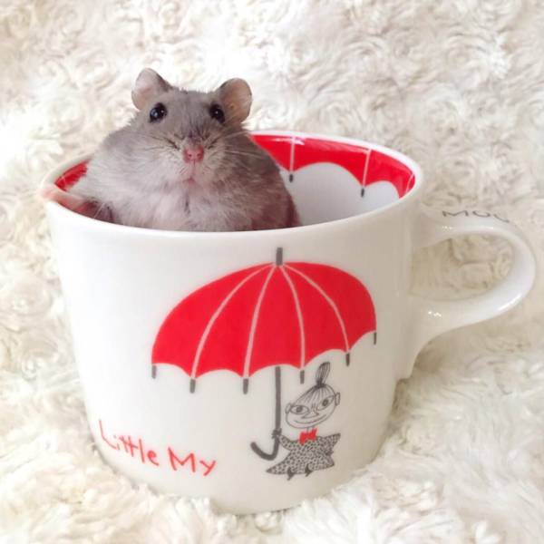 daily picdump 104 pics 2.html - 104 HD Photos | Premium Gallery 2016