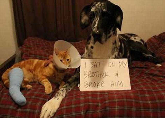 daily picdump 105 pics 5.html - 105 HD Photos | Premium Gallery 2016