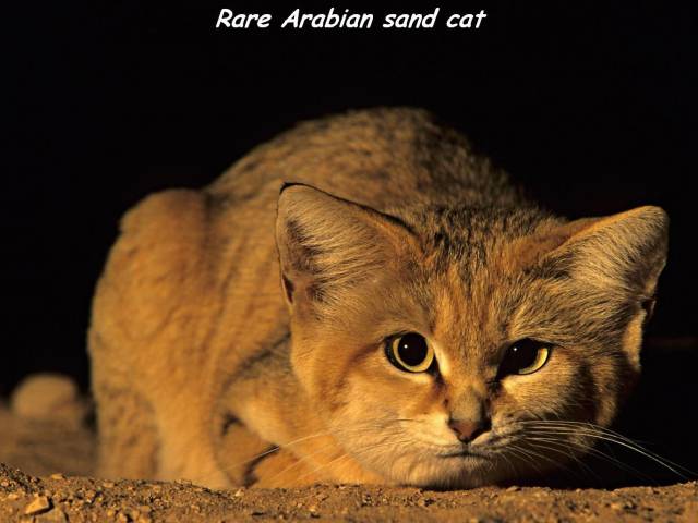 daily picdump weekend edition 67 pics 6.html - 67 HD Photos | Premium Gallery 2016