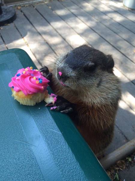 daily picdump 94 pics 6.html - 94 HD Photos | Premium Gallery 2016