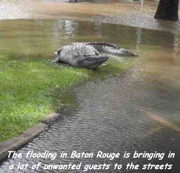 Daily Picdump [WEEKEND EDITION]