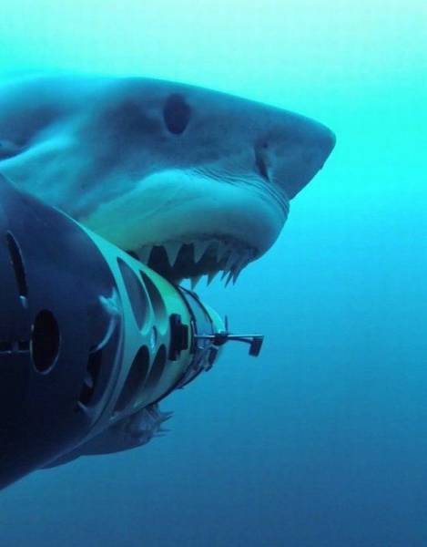 daily picdump weekend edition 62 pics 4.html - 62 HD Photos | Premium Gallery 2016