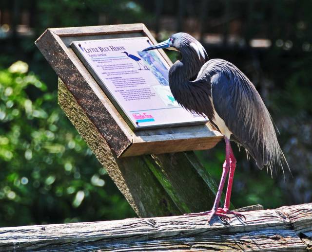 daily picdump weekend edition 62 pics 4.html - 62 HD Photos | Premium Gallery 2016