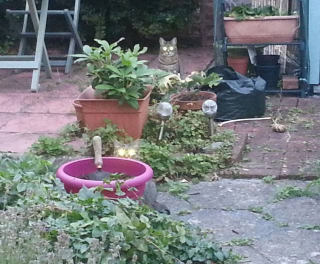 daily picdump 100 pics 42.html - 100 HD Photos | Premium Gallery 2016