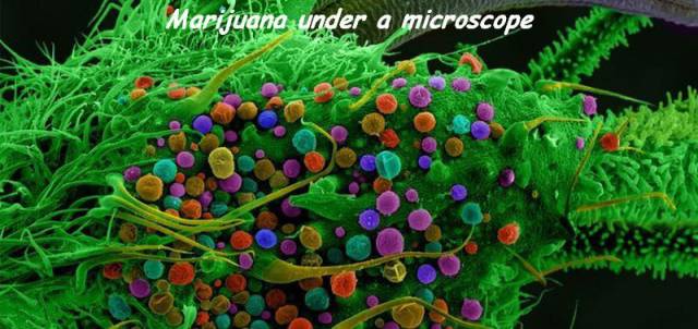 daily picdump 100 pics 42.html - 100 HD Photos | Premium Gallery 2016