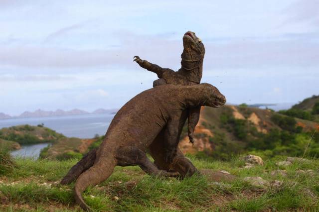 daily picdump 93 pics 4.html - 93 HD Photos | Premium Gallery 2016