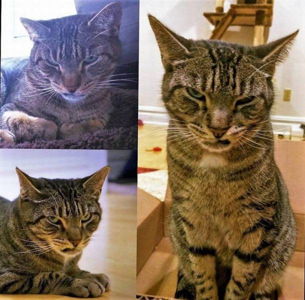 daily picdump 93 pics 4.html - 93 HD Photos | Premium Gallery 2016