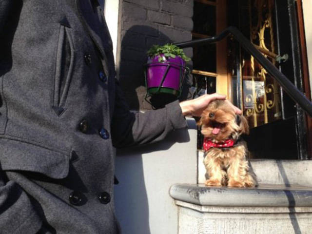 Beware Of Dogs On Guard Duty