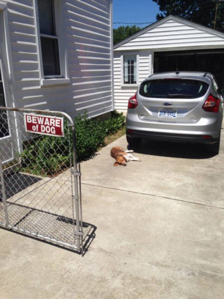 Beware Of Dogs On Guard Duty