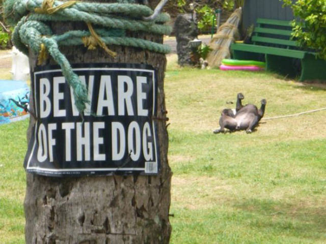 Beware Of Dogs On Guard Duty