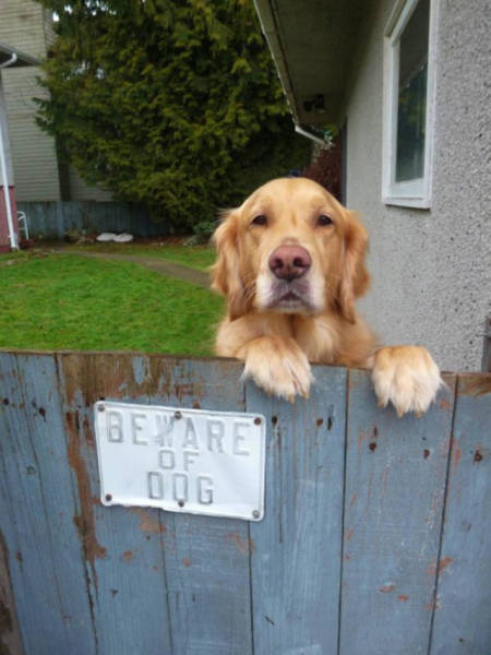 Beware Of Dogs On Guard Duty