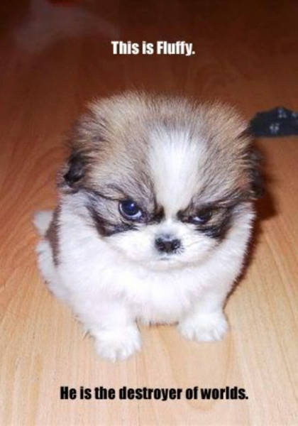 Beware Of Dogs On Guard Duty