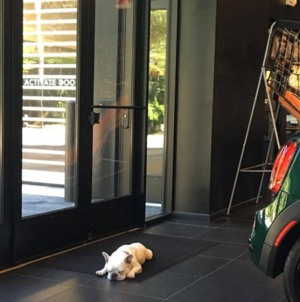 Beware Of Dogs On Guard Duty