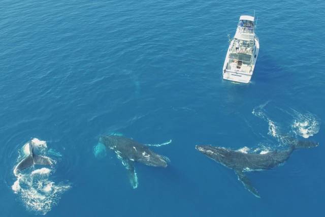 daily picdump 99 pics 45.html - 99 HD Photos | Premium Gallery 2016