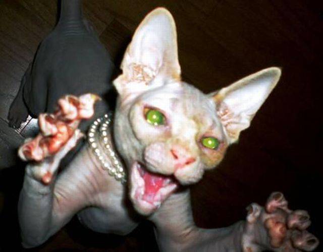 daily picdump 93 pics 36.html - 93 HD Photos | Premium Gallery 2016