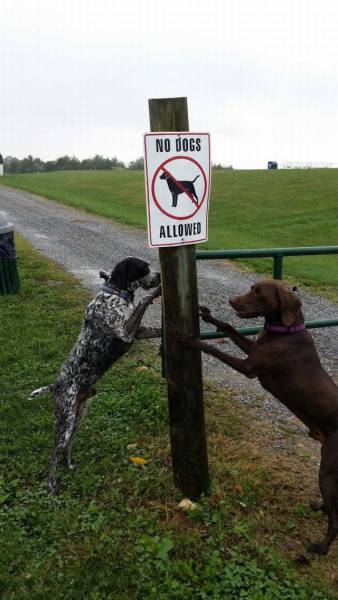 Daily Picdump
