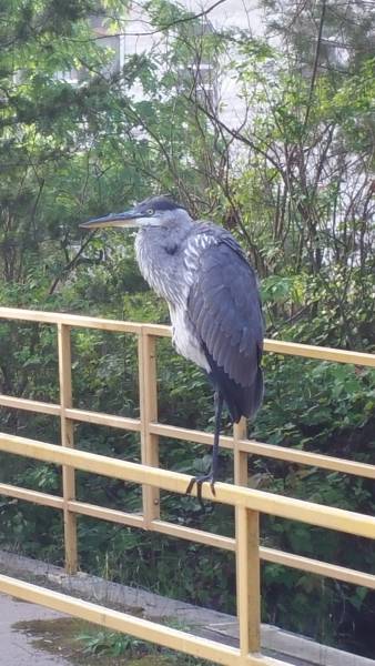 morning picdump 52 pics 3.html - 52 HD Photos | Premium Gallery 2016