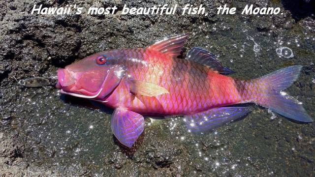 daily picdump 93 pics 42.html - 93 HD Photos | Premium Gallery 2016