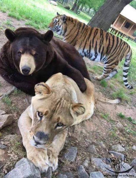 daily picdump 93 pics 29.html - 93 HD Photos | Premium Gallery 2016